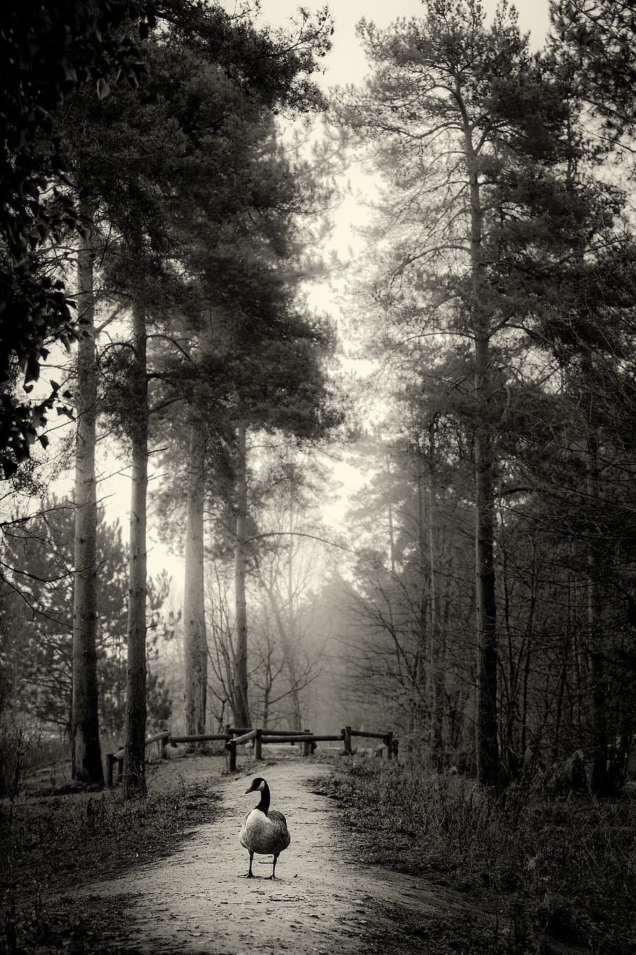 trees, forest, goose, path, plant, one person, nature, land HD wallpaper