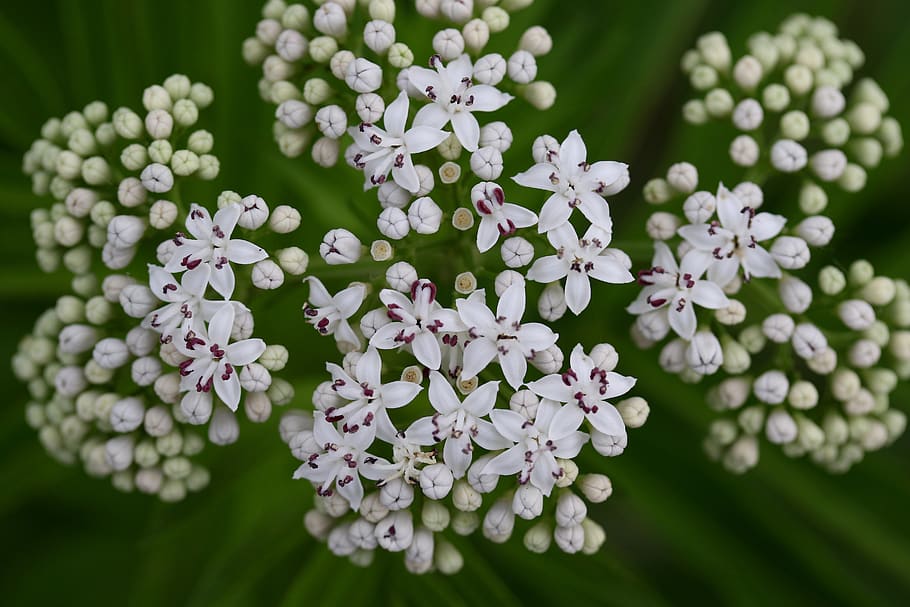 flower, white, bundle, bouquet, nature, spring, flowering plant HD wallpaper
