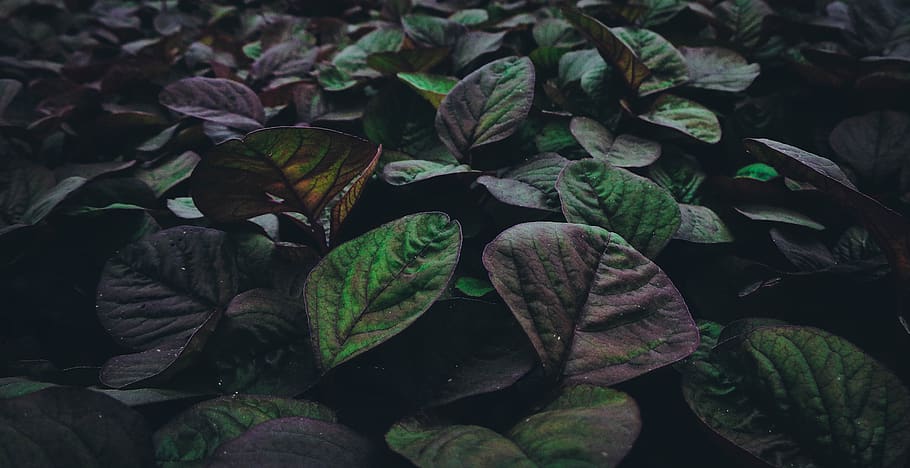 spinach, tree, herb, traque, vietnam, vegetables, leaf, plant part HD wallpaper