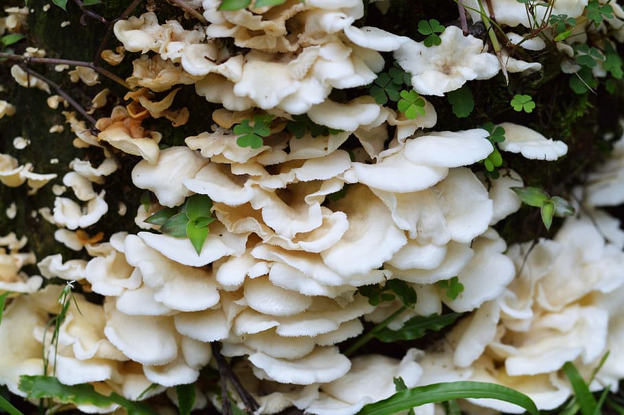 fungi, nature, forest, tree, trunk, plant, landscape, exterior HD wallpaper