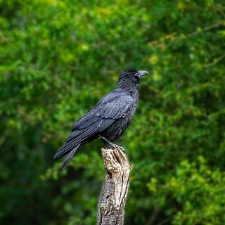bird, raven, crow, black, raven bird, nature, feather, flying HD wallpaper