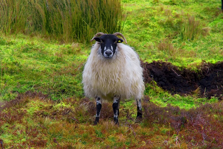 sheep, connemara, ireland, landscape, travel, nature, animals