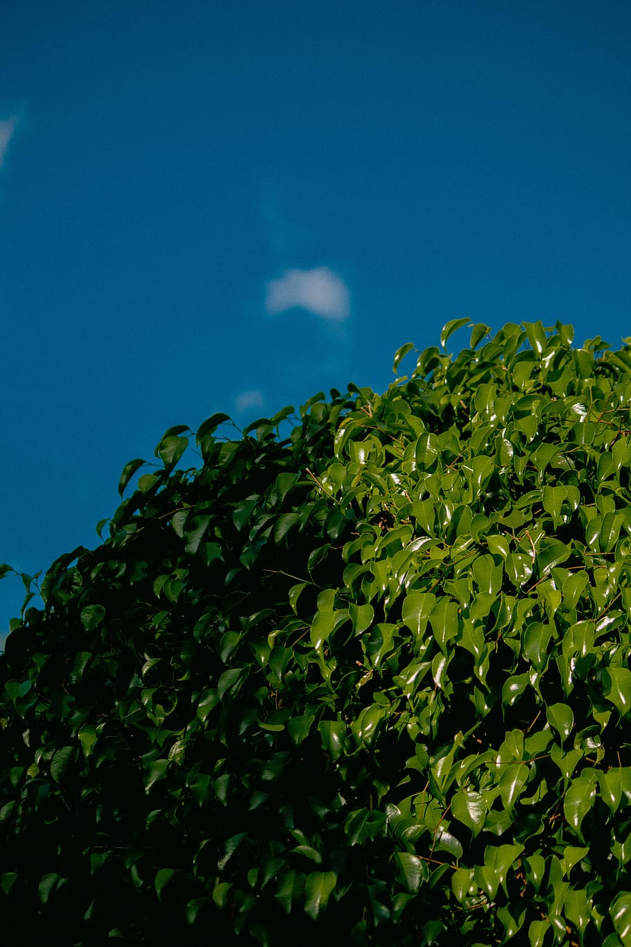 green plant, leaf, tree, animal, bird, flying, nature, wallpaper HD wallpaper