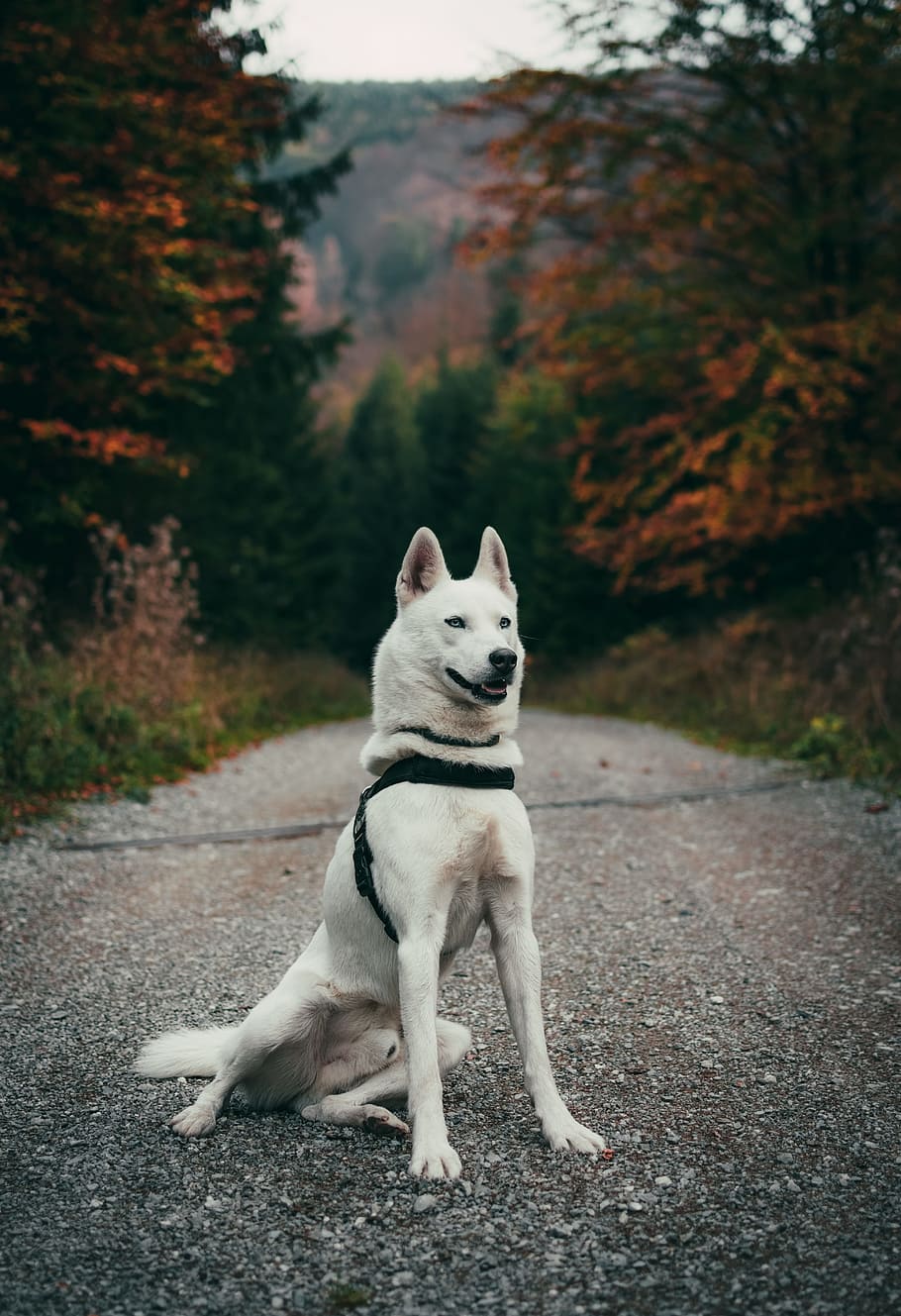 dog sitting on the road, husky, tree, trail, path, leash, pet HD wallpaper