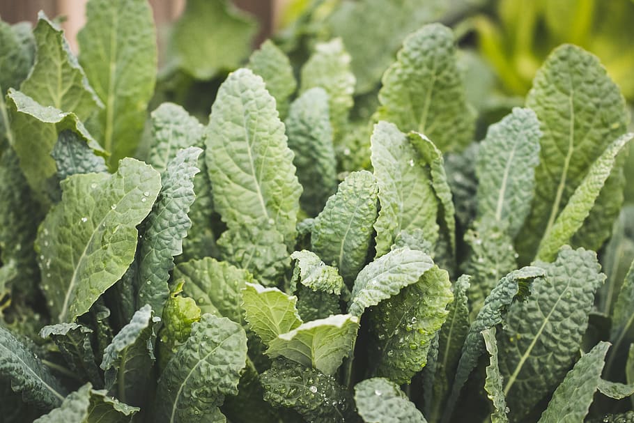 green plants, green color, leaf, food and drink, plant part, growth HD wallpaper
