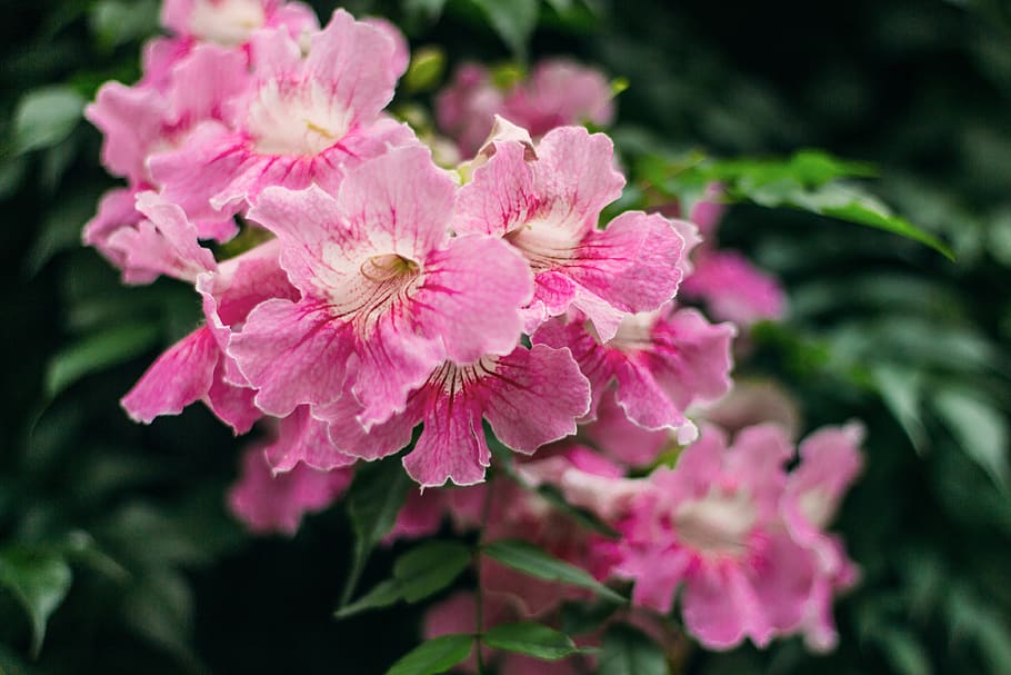 mexico, monterrey, flower, flowering plant, pink color, beauty in nature HD wallpaper
