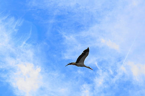 stork, bird, flying, sky, clouds, rattle stork, baby, birth HD wallpaper
