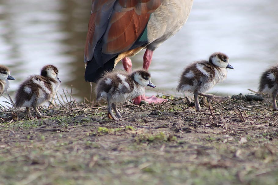 nilgans, goose, wild goose, chicks, goslings, water bird, single file HD wallpaper