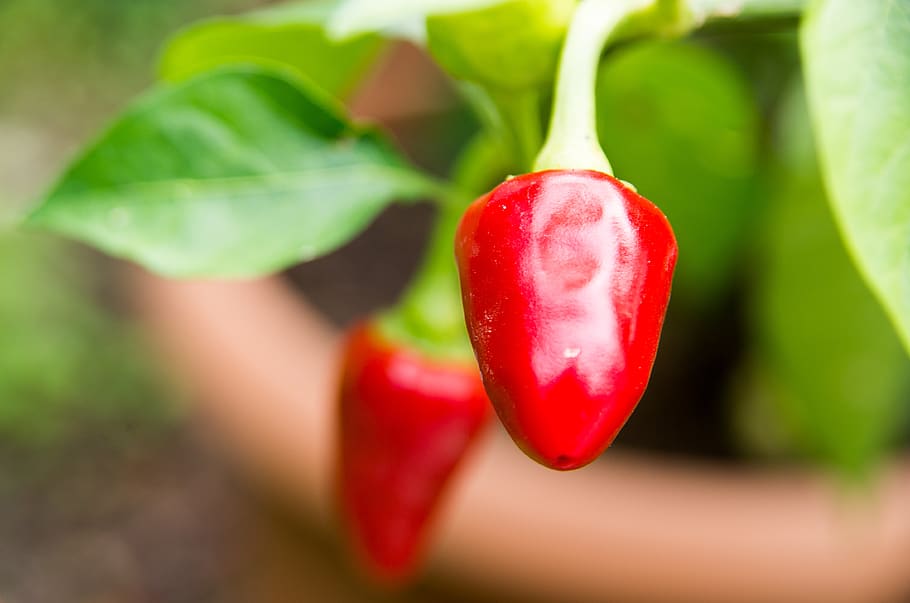 chili pepper, peppers, cooking, spicy, ingredient, kitchen, HD wallpaper