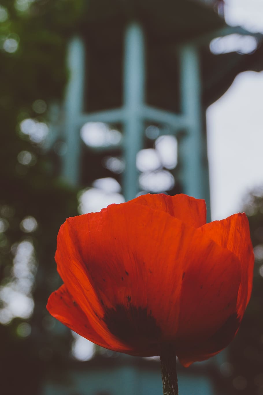 poppy, flower, flowering plant, vulnerability, fragility, freshness HD wallpaper