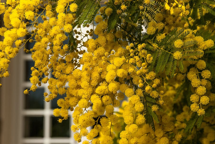 flower, mimosa, spring, provence, garden, yellow, flowering plant