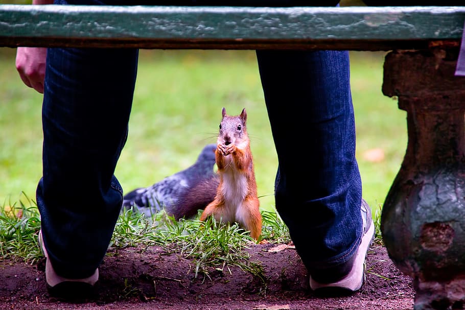 squirrel, red, cute, wild, animal, mammal, looking, wildlife HD wallpaper
