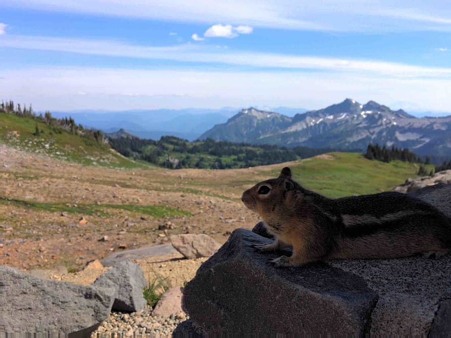 squirrel, mountains, animal themes, one animal, mammal, environment HD wallpaper