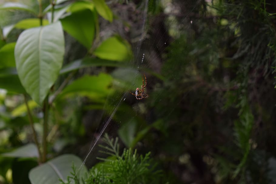spider, wave, insect, nature, outdoor, animal themes, one animal HD wallpaper
