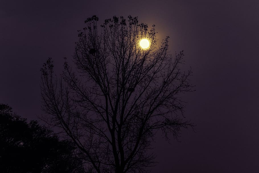 pyeongtaek, trees, sunset, yellow, silhouette, purple, night HD wallpaper