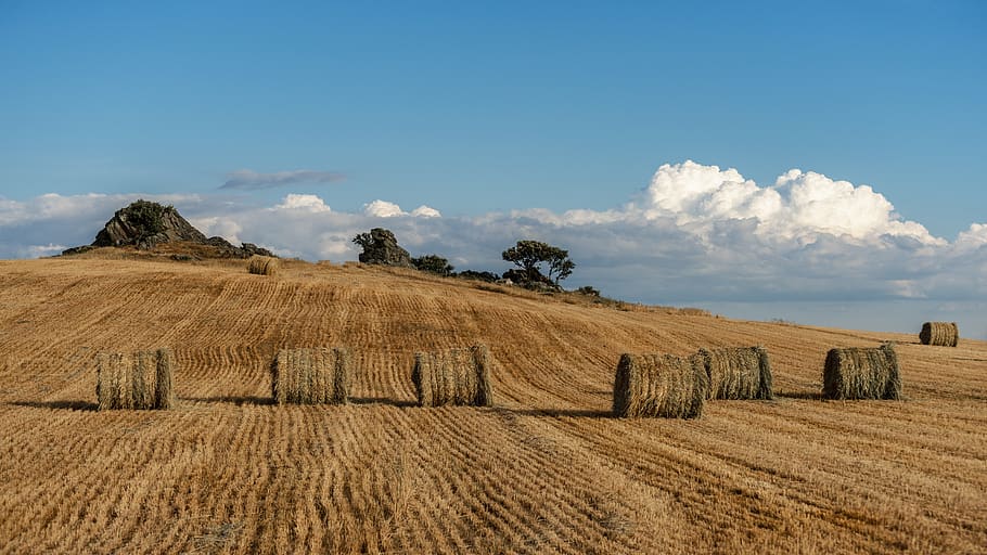 mountain, field, wheat, landscape, nature, mountains, valley HD wallpaper