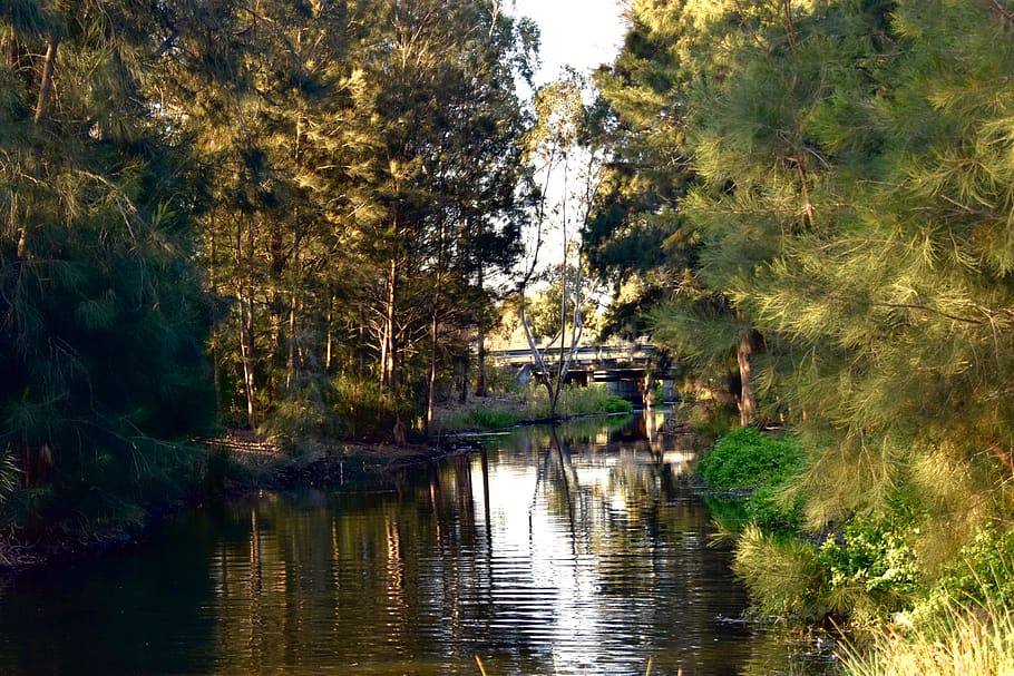 australia, melbourne, tree, water, plant, waterfront, reflection HD wallpaper