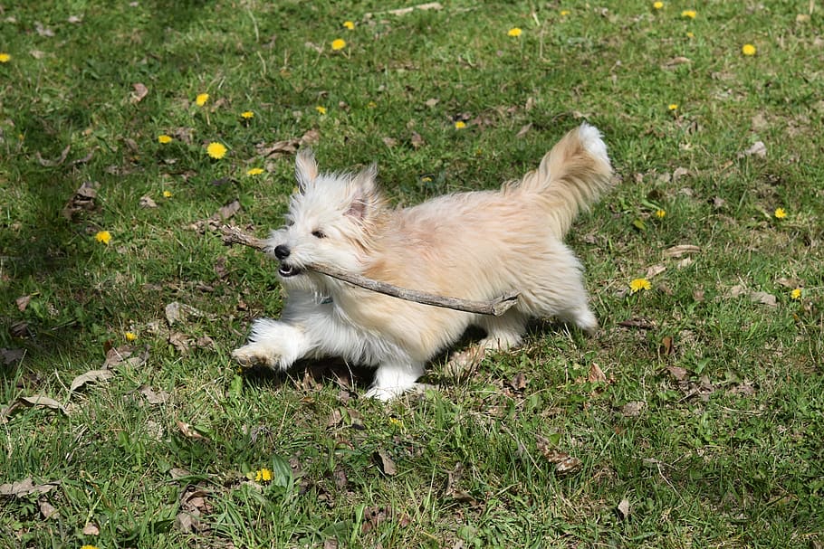 dog-pup-puppy-puppy-play-at-the-stick.jpg