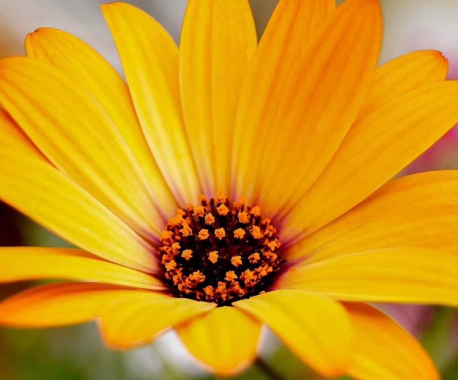 nature, bright, blossoms, flowering plant, petal, freshness HD wallpaper