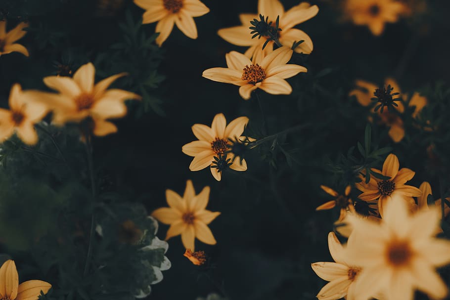 yellow flowers, flowering plant, freshness, vulnerability, fragility HD wallpaper