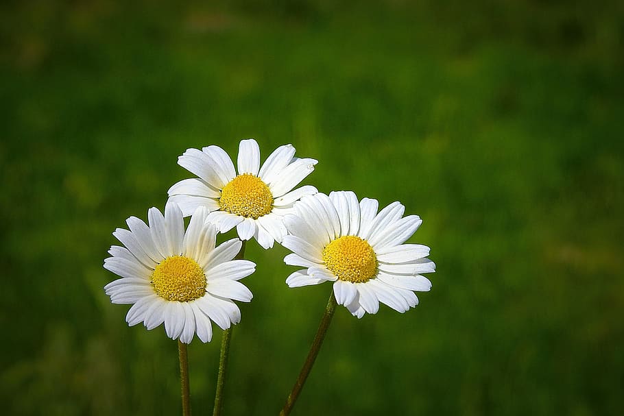 wildflowers, meadow, spring, blooming, flowering plant, freshness HD wallpaper