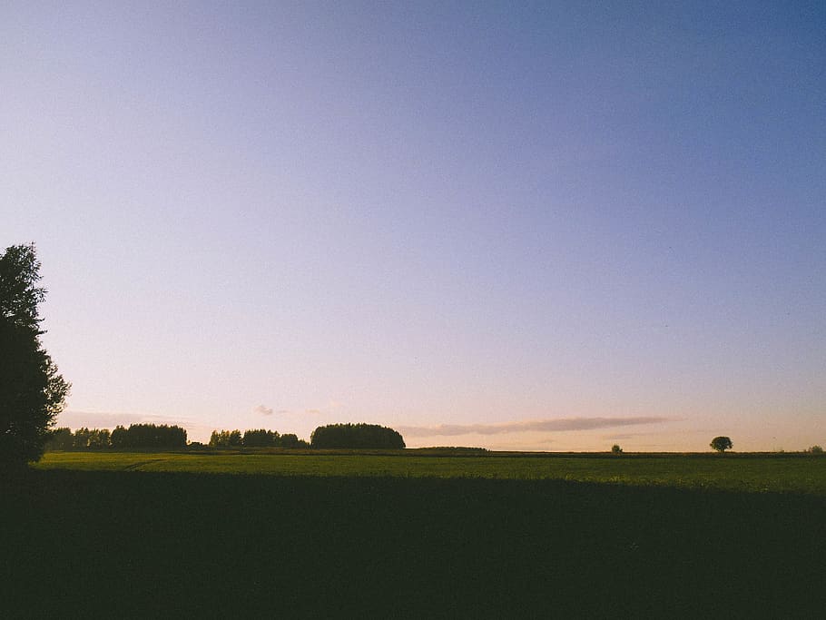 forest, evening, sunset, field, trees, green, sky, plant, landscape HD wallpaper
