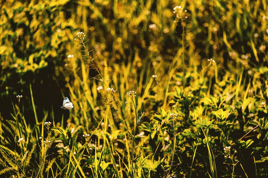 meadow, butterfly, grass, spring, mood, nature, butterflies HD wallpaper