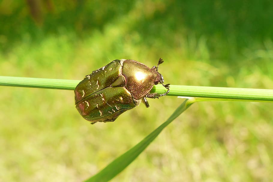 animal wildlife, animal themes, animals in the wild, invertebrate HD wallpaper