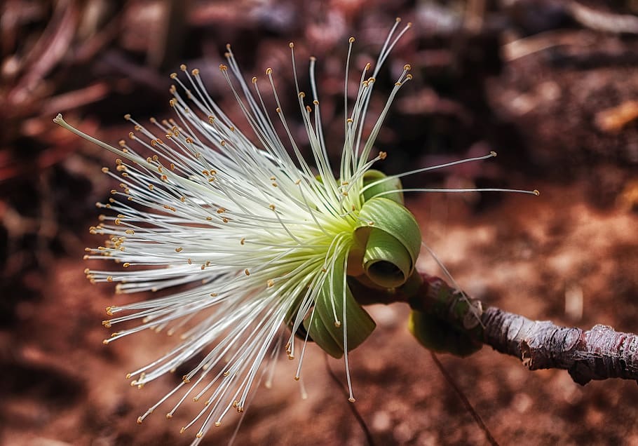 White Pseudobombax Flower, bloom, blooming, blossom, blur, close-up HD wallpaper
