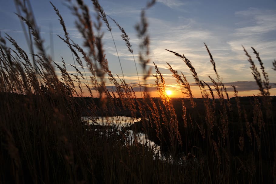 sunset, nature, lake, sky, summer, spikes, grass, cloud - sky HD wallpaper