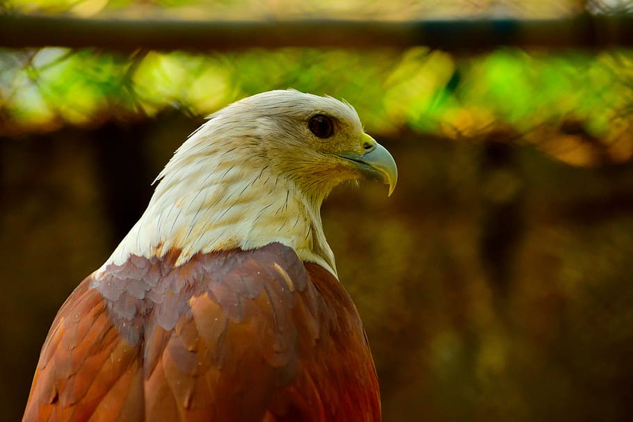 White And Brown Eagle, animal, close-up, falcon, falconry, feathers HD wallpaper