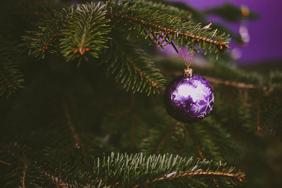purple bauble and green christmas tree, plant, conifer, fir, abies, HD wallpaper