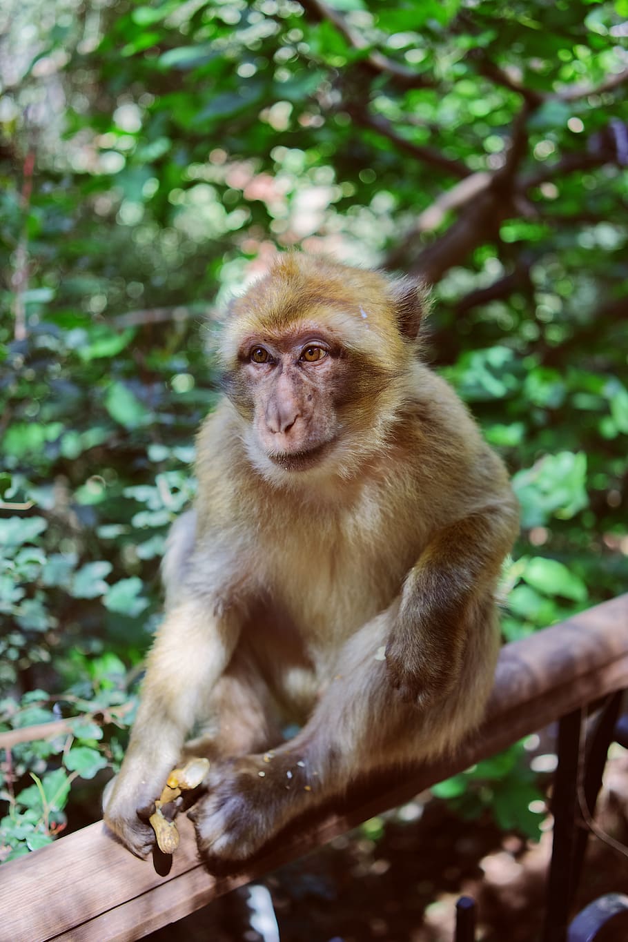 Hd Wallpaper: Morocco, Ouzoud Falls, Animal, Animals, Monkey, Primate 