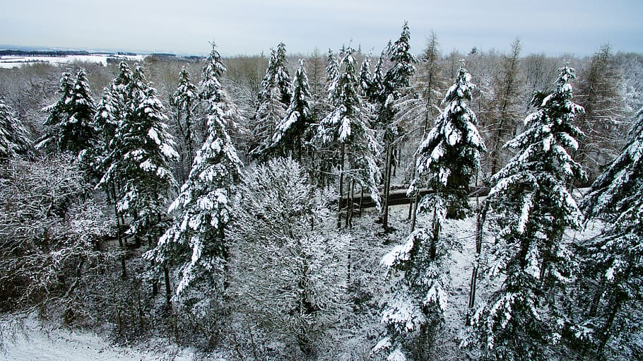 snow, forest, trees, snow covered, dark, light, day, cloud HD wallpaper