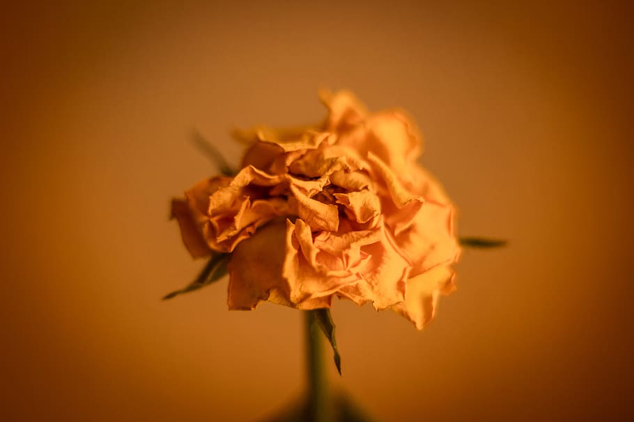 flower, close-up, flowering plant, vulnerability, fragility HD wallpaper