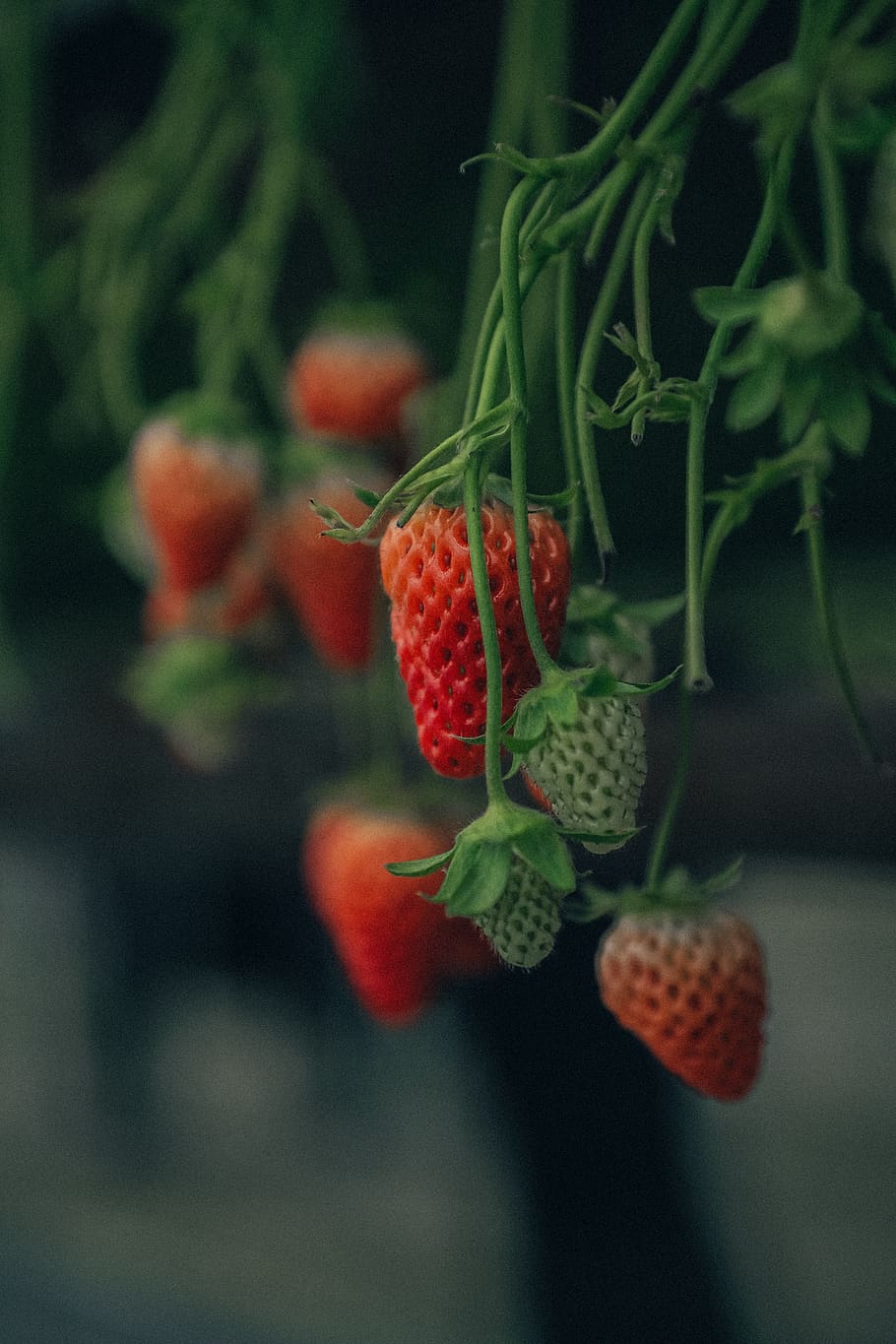 red strawberries, healthy eating, fruit, food, food and drink HD wallpaper