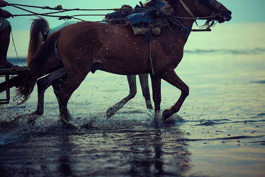 india, mumbai, sunset, splashes, horses, travel, water, seashore HD wallpaper