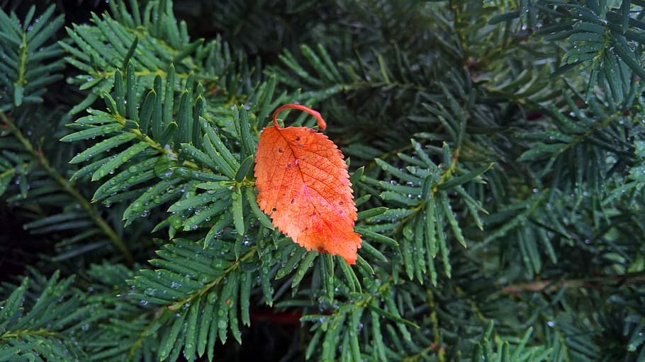 leaf, fall, orange, leaves, autumn, nature, green, tree, water HD wallpaper