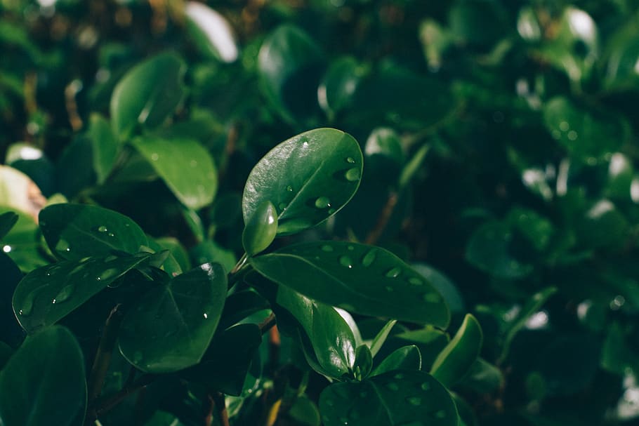 growth, plant, plant part, leaf, green color, beauty in nature HD wallpaper