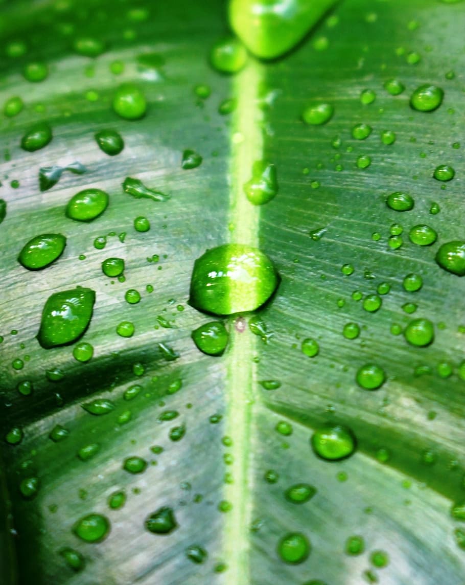 green water drops background