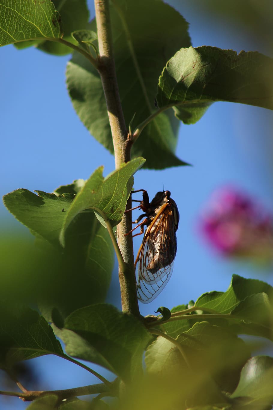 nature, outside, cicada, bugs, outdoors, summer, backyard, leaves HD wallpaper
