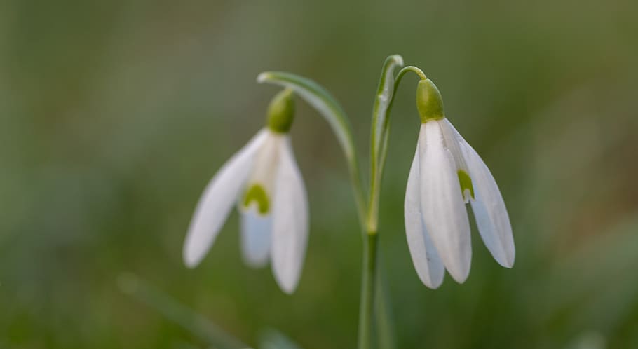 snowdrop, spring, flower, nature, plant, blossom, bloom, garden HD wallpaper