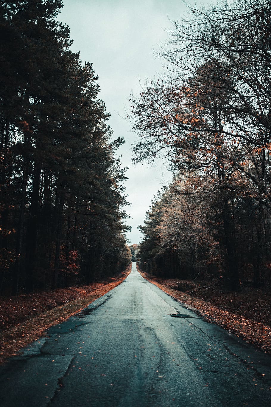 empty road between trees, tarmac, asphalt, way, highway, plant HD wallpaper