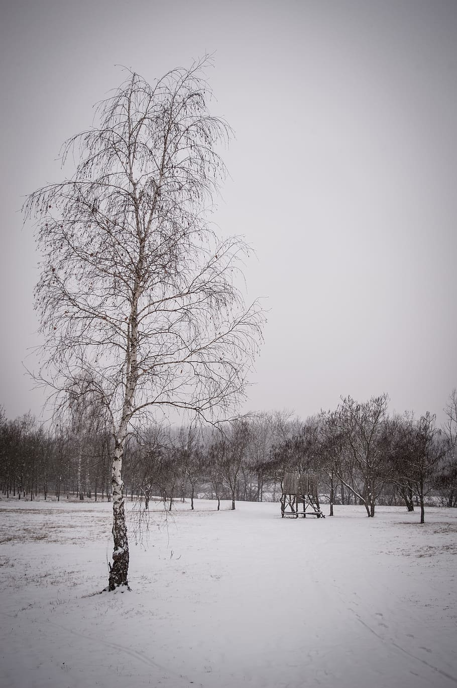 tree, winter, snow, cold, nature, landscape, white, snowy, wintry HD wallpaper