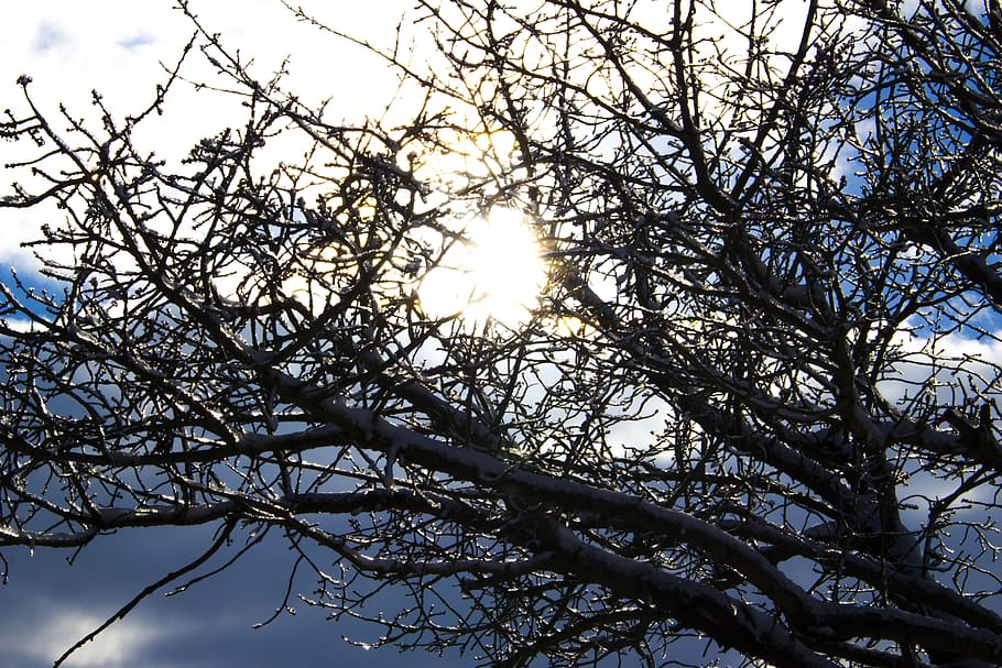 sun, ice, snow, forest, strom, winter, nature, landscape, blizzard HD wallpaper