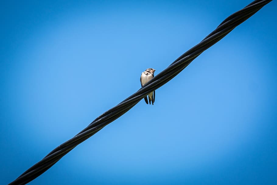 White Bird on Black Electricity Wire, blue sky, bright, current HD wallpaper
