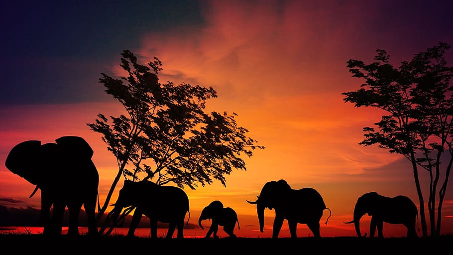 sunset, evening, dark, elephant, animal, wild, nature, park, HD wallpaper