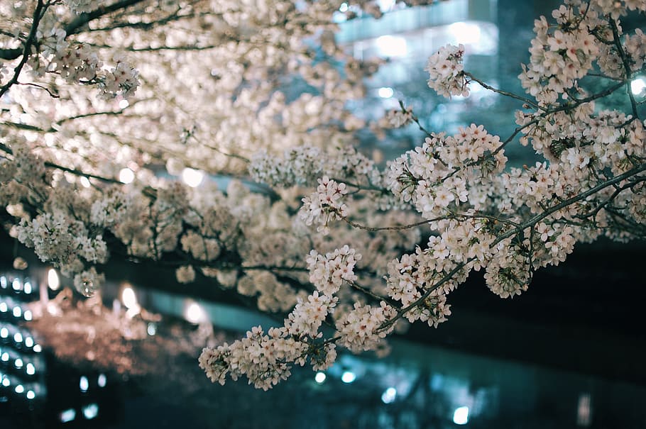 cherry blossoms, flower, flowering plant, branch, tree, beauty in nature HD wallpaper
