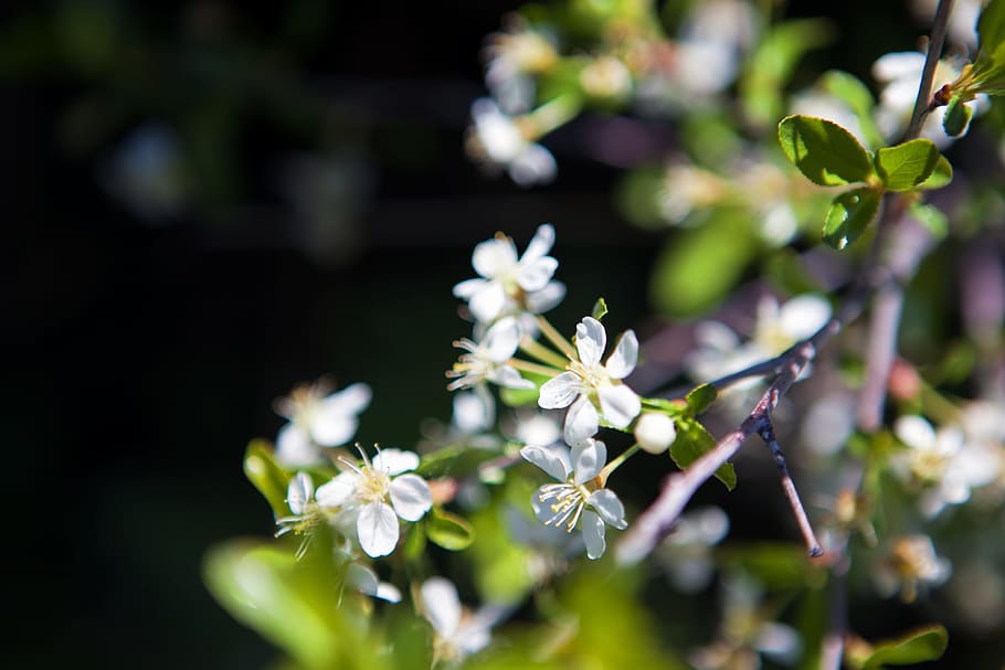 spring, flower, flowers, background, focus, closeup, outdoor HD wallpaper