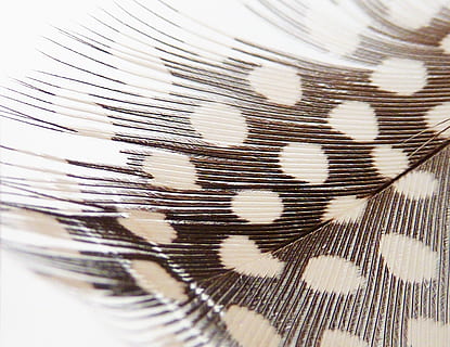 pattern, background, texture, feather, white, corpses, lightweight HD wallpaper